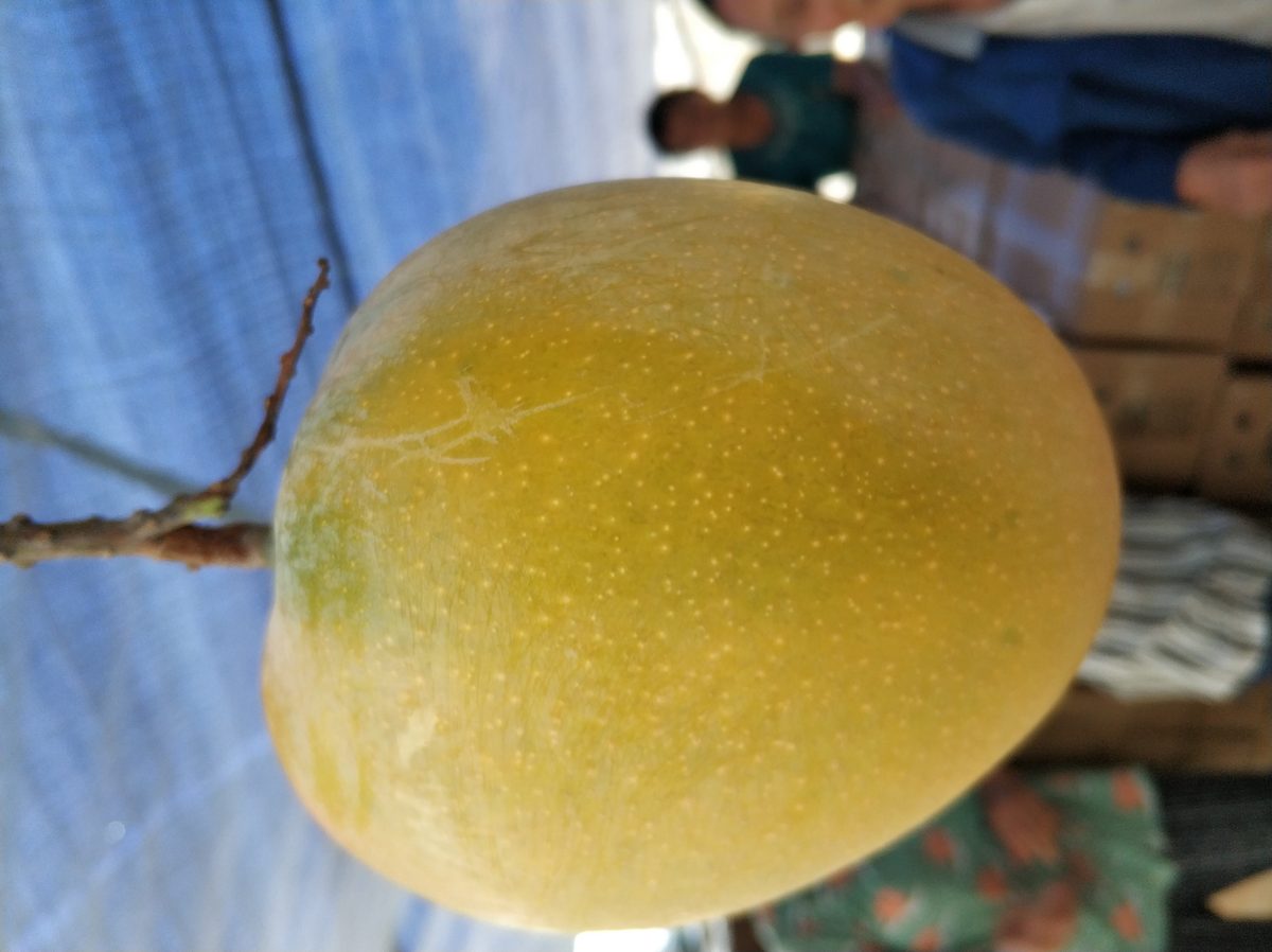 攀枝花果园枝头成熟发黄的芒果特写